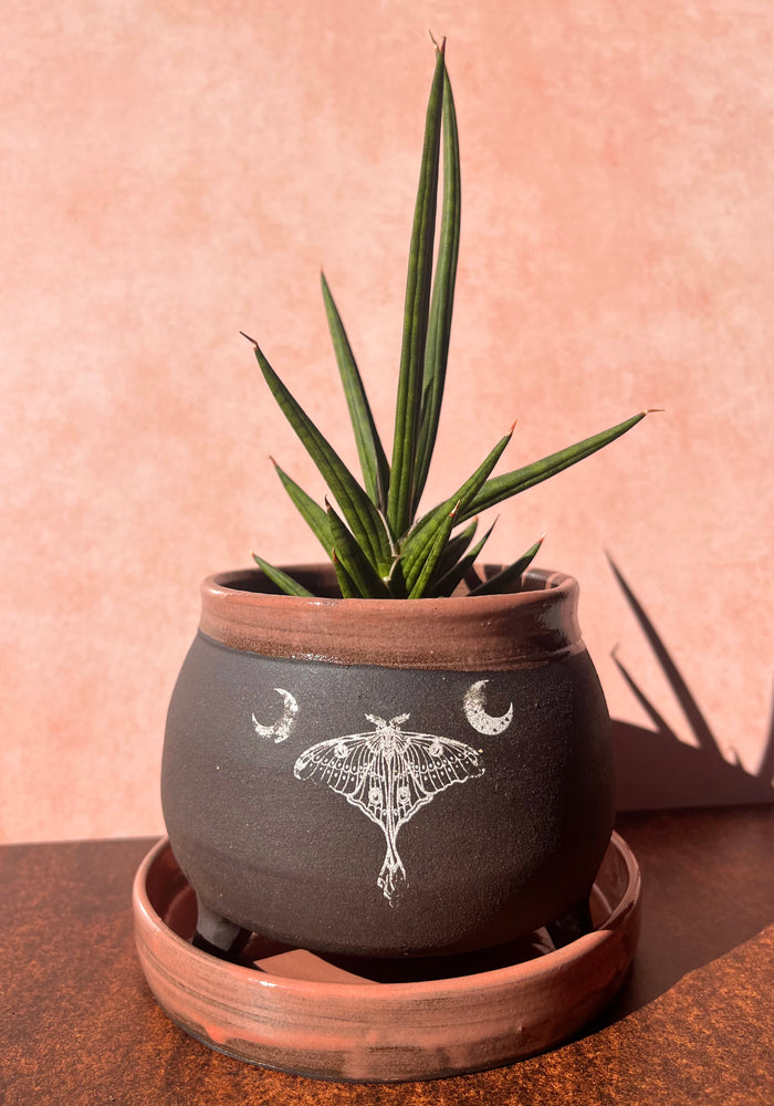 
            
                Load image into Gallery viewer, ceramic luna moth cauldron planter
            
        
